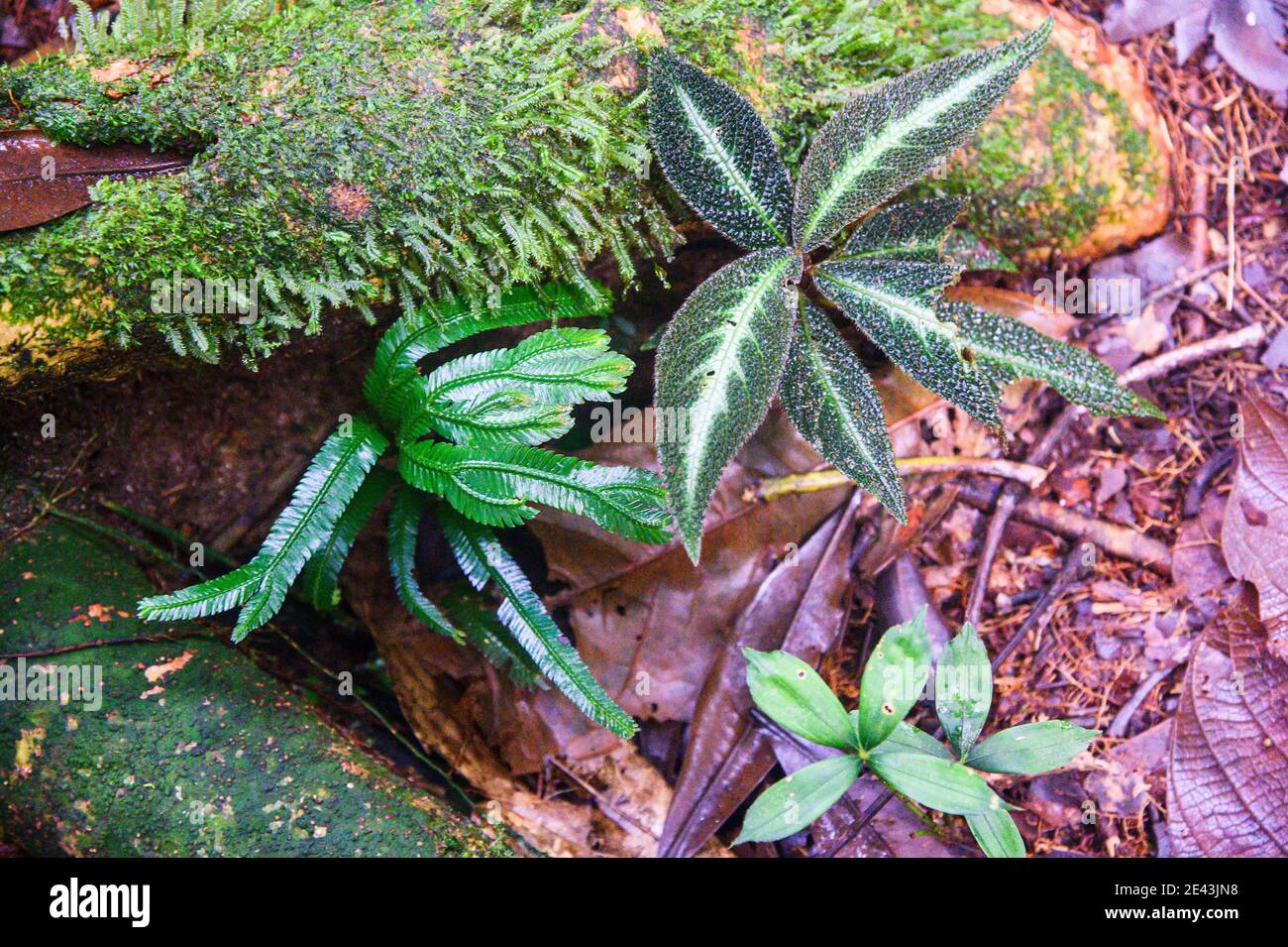 tropical plants growing on a log in the rainforest Stock Photo