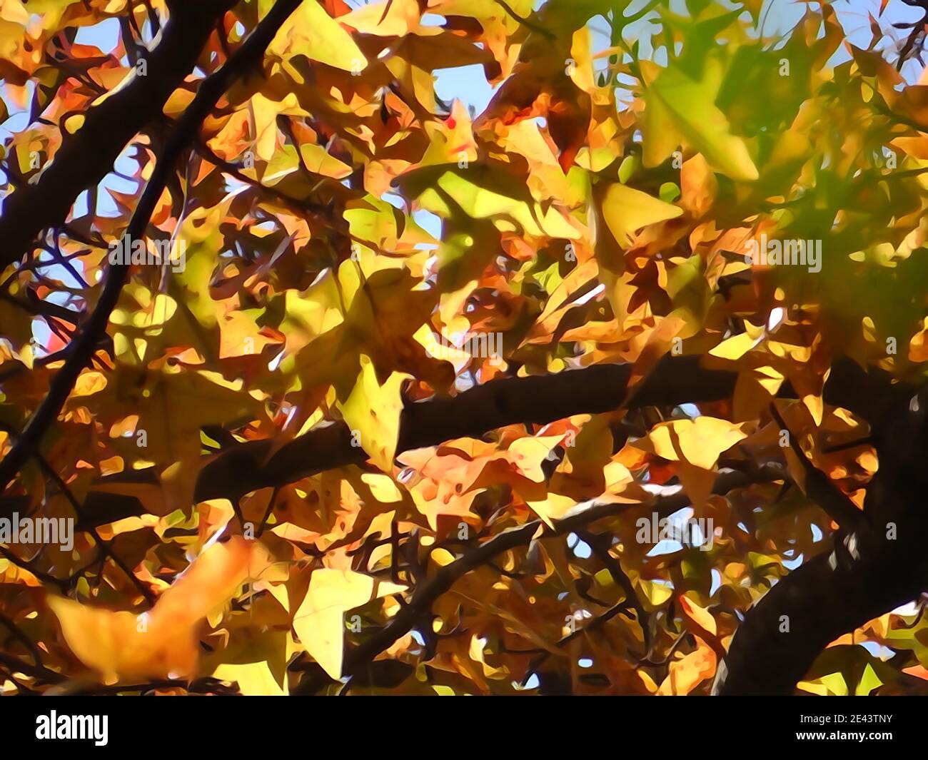 Closeup shot of a Formosa sweet gum tree colorful foliage on a sunny day Stock Photo