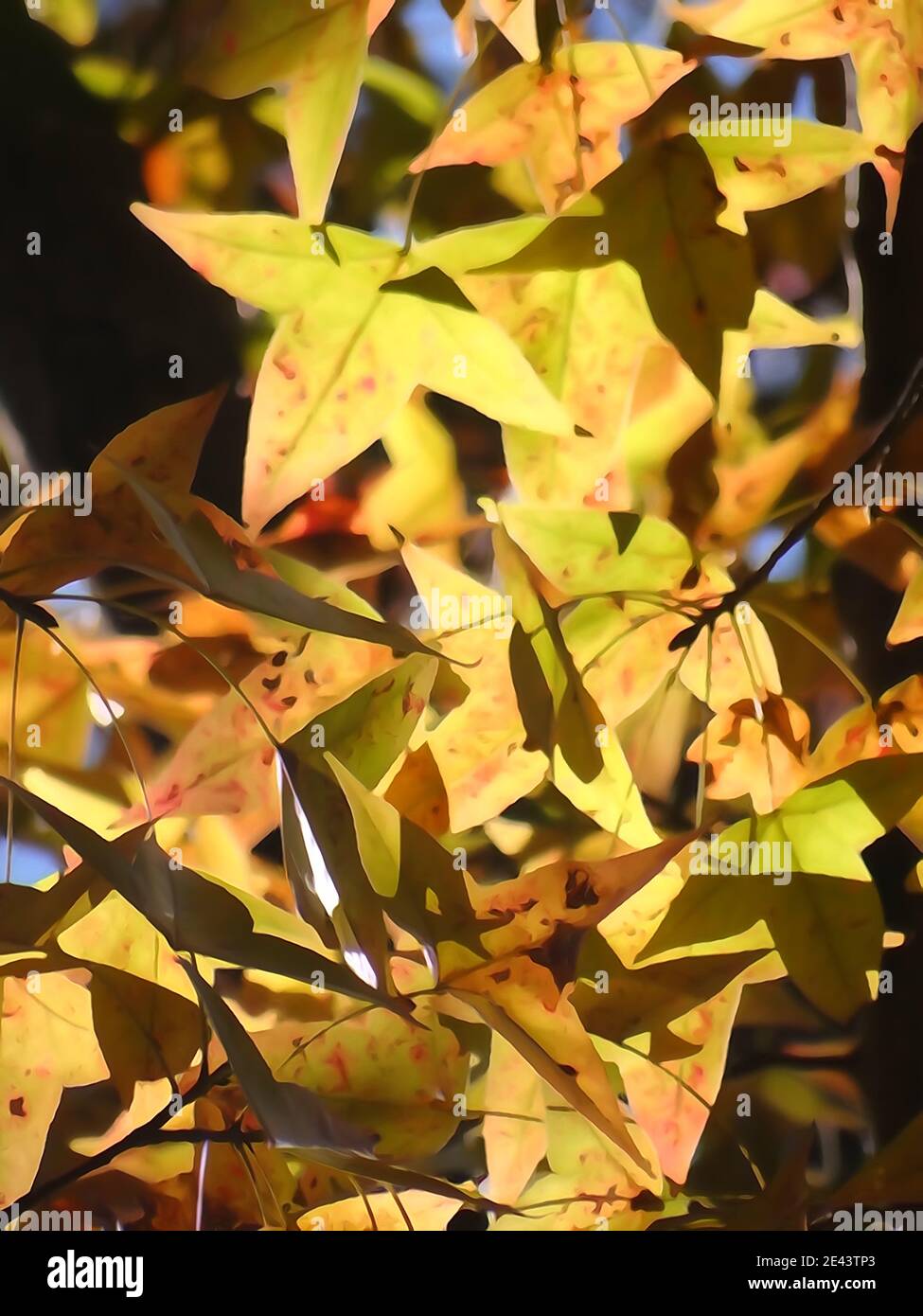 Closeup vertical shot of a Formosa sweet gum tree colorful foliage on a sunny day Stock Photo