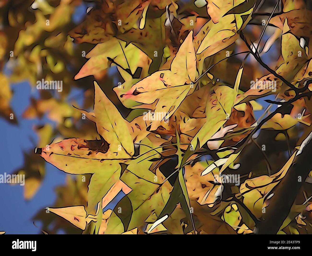 Closeup shot of a Formosa sweet gum tree colorful foliage on a sunny day Stock Photo