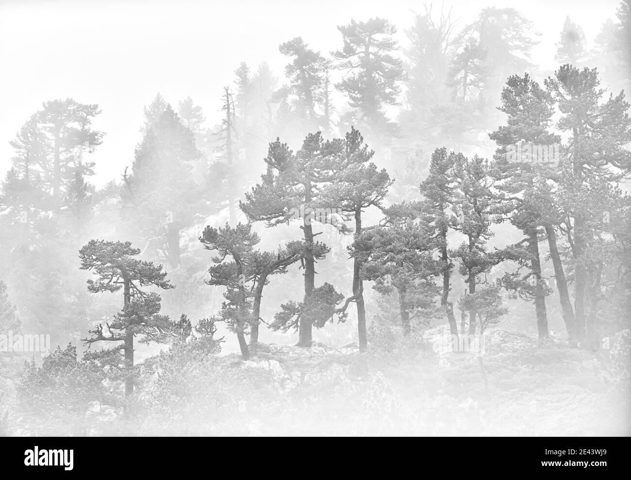 Minimalist black and white photography on a misty and rainy morning in the black pines of the Karst de Larra in Navarra. Stock Photo