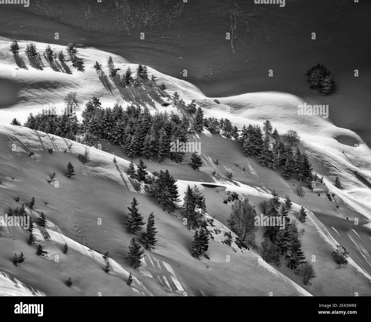Black and white drone view of forest with evergreen trees growing on snowy slope in highlands in winter Stock Photo