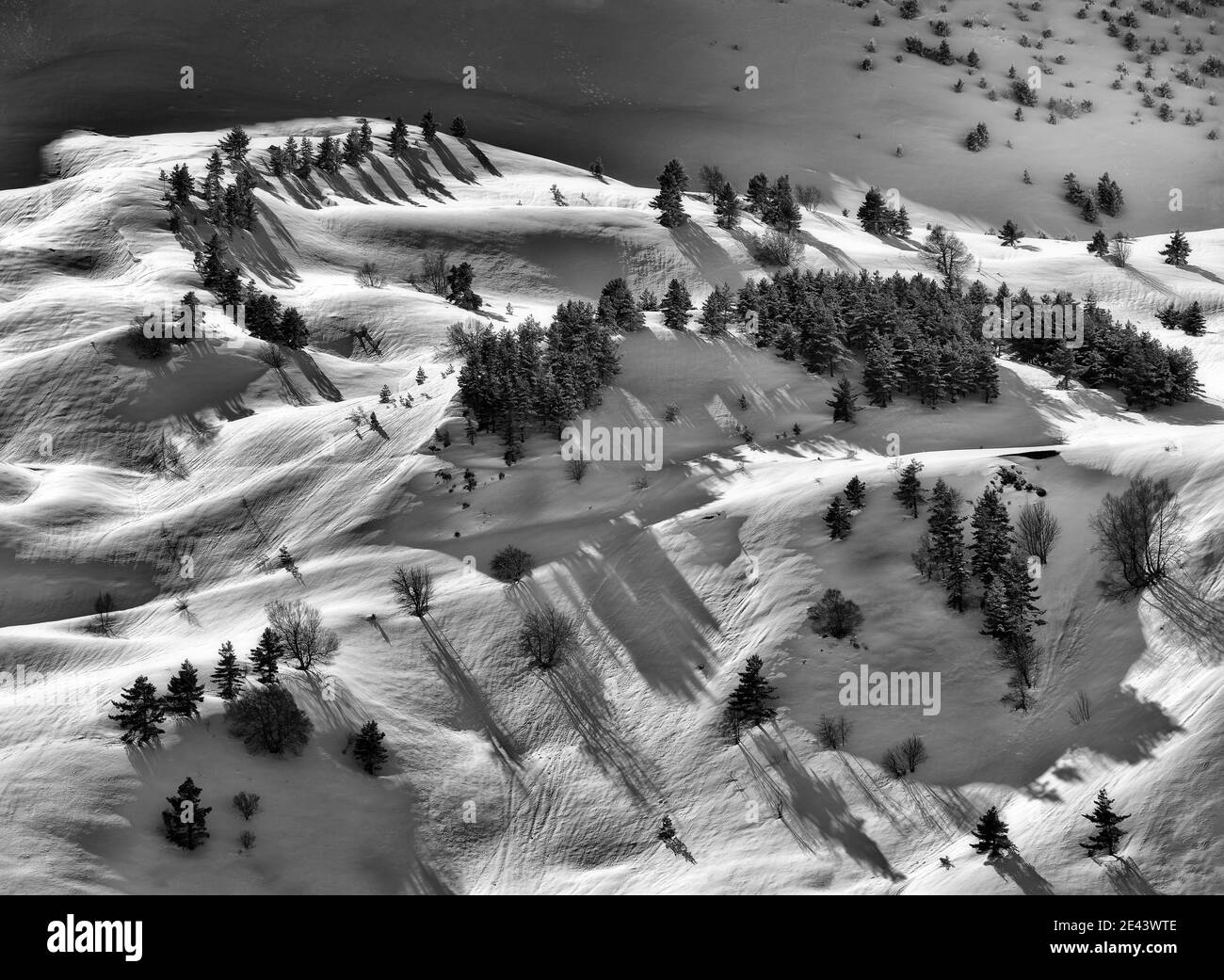Black and white drone view of forest with evergreen trees growing on snowy slope in highlands in winter Stock Photo