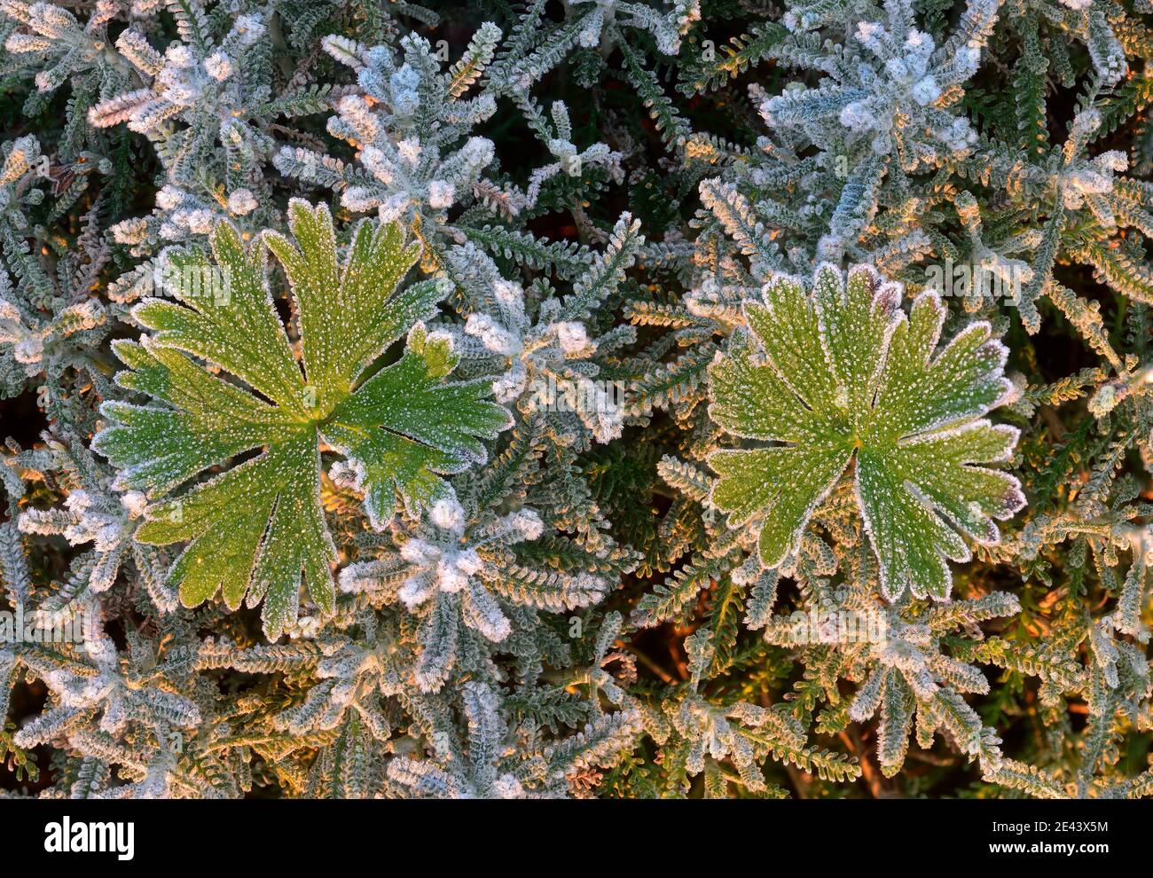 Top view of green leaves of geranium pusillum covered with hoarfrost growing in nature at sunset in winter Stock Photo