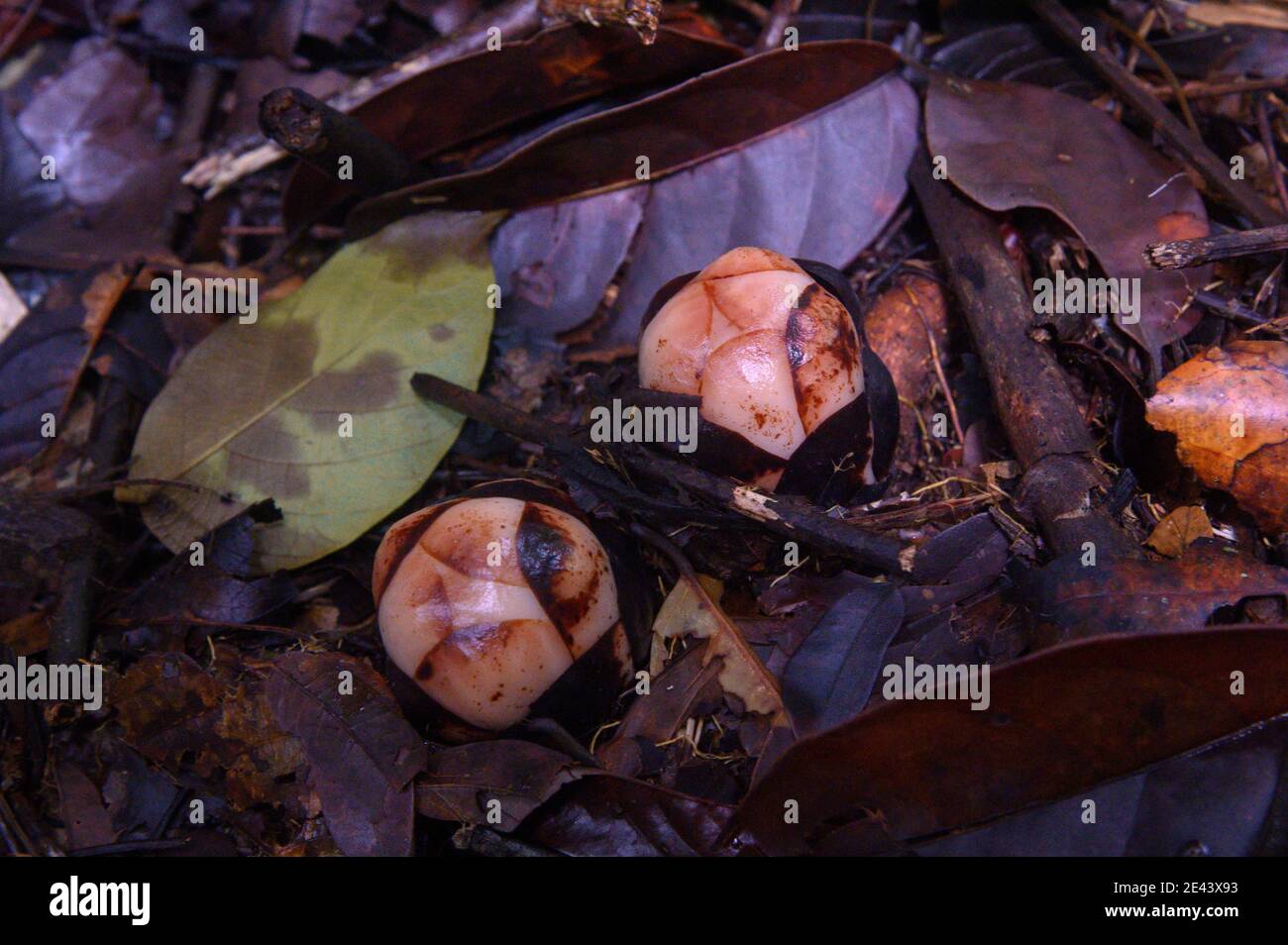 rafflesiaceae buds Stock Photo