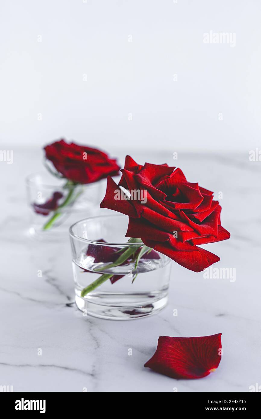 Fresh blooming bright red buds of rose flowers in glasses with water arranged on marble table with petals against white background Stock Photo - Alamy Fresh blooming bright red buds of rose flowers in glasses with water arranged on marble table with petals against white background Stock Photo - Alamy