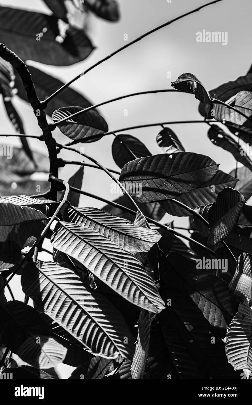 Walnut tree Black and White Stock Photos & Images - Alamy