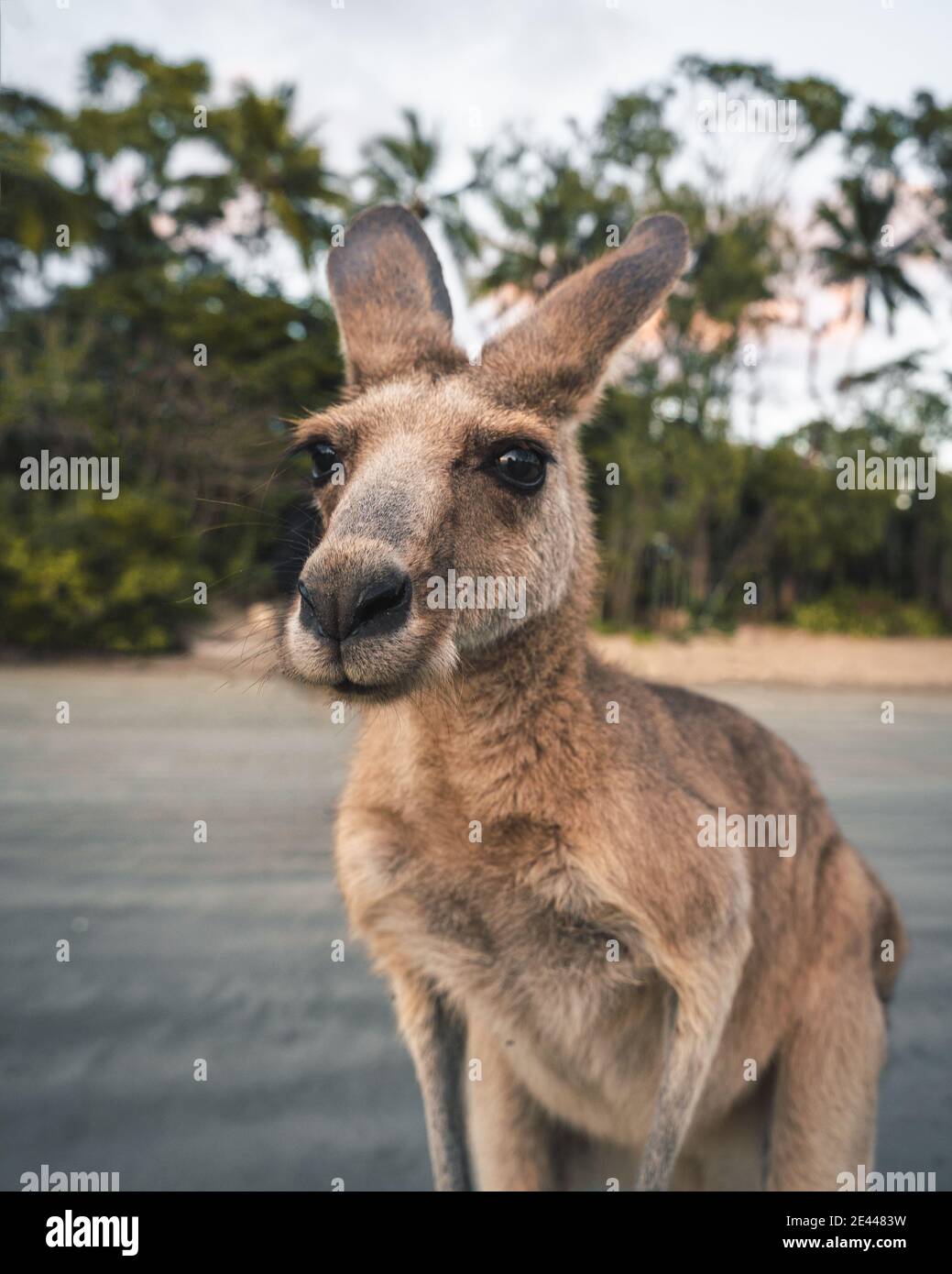 Portrait of adorable eastern grey kangaroo joey standing on beach near palm trees in national park in Australia Stock Photo