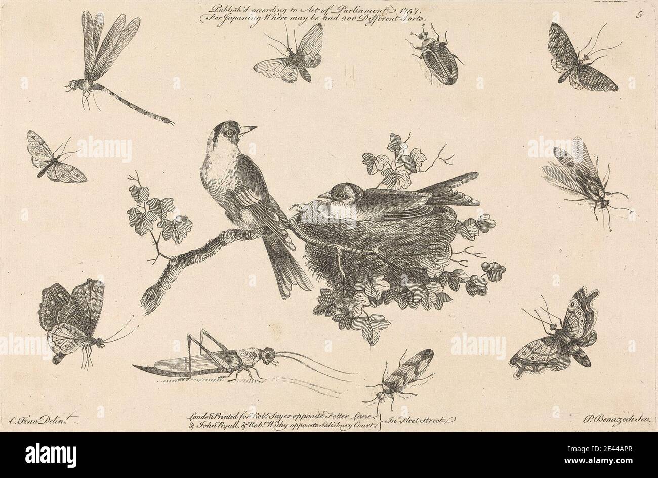Peter P. Benazech, 1767â€“1794, For Japaning, Where may be 200 Different Sorts, 1757. Etching on medium, slightly textured, beige laid paper mounted on medium, textured, beige laid paper.   animal art , beetles (insects) , birds , branches , butterflies , cicada , cricket , dragonfly , insects , japanning , leaves , nest (animal architecture) , science Stock Photo