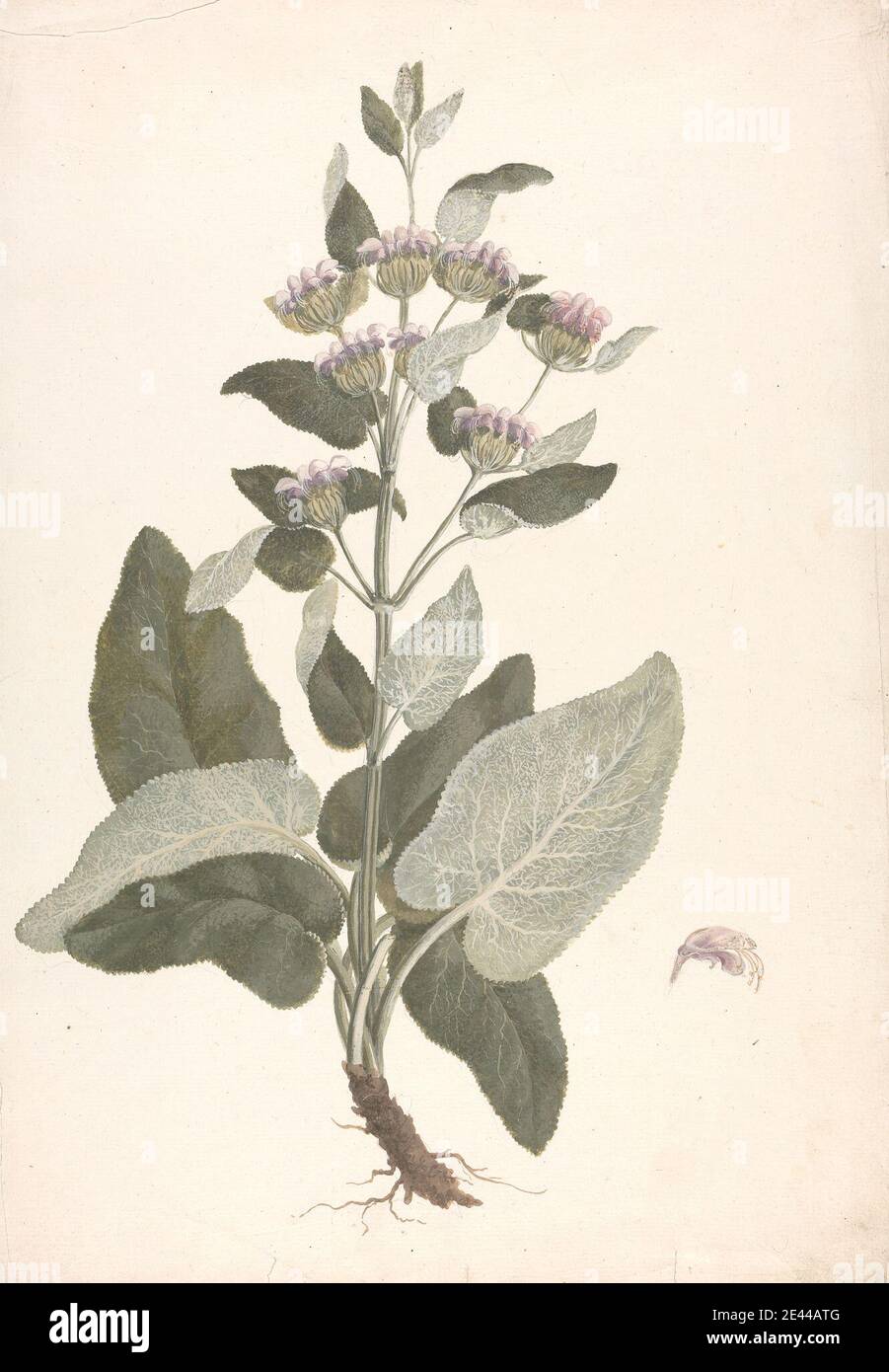 James Bruce, 1730â€“1794, British, Phlomis herba-venti L. : finished drawing, undated. Watercolor and gouache over graphite on medium, slightly textured, cream laid paper. Stock Photo