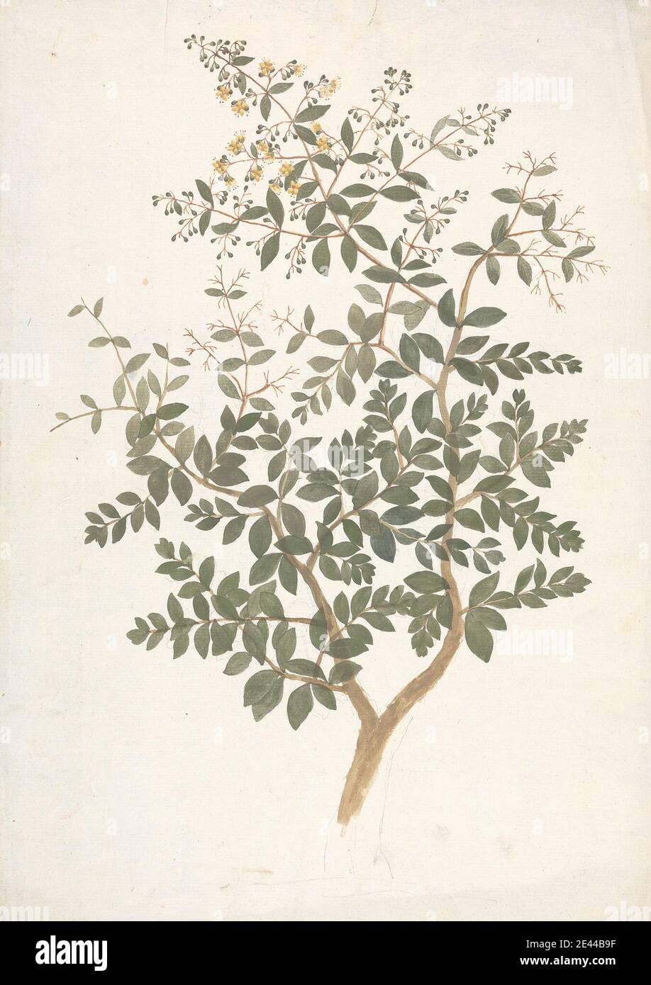 Lawsonia inermis drawing hi-res stock photography and images - Alamy