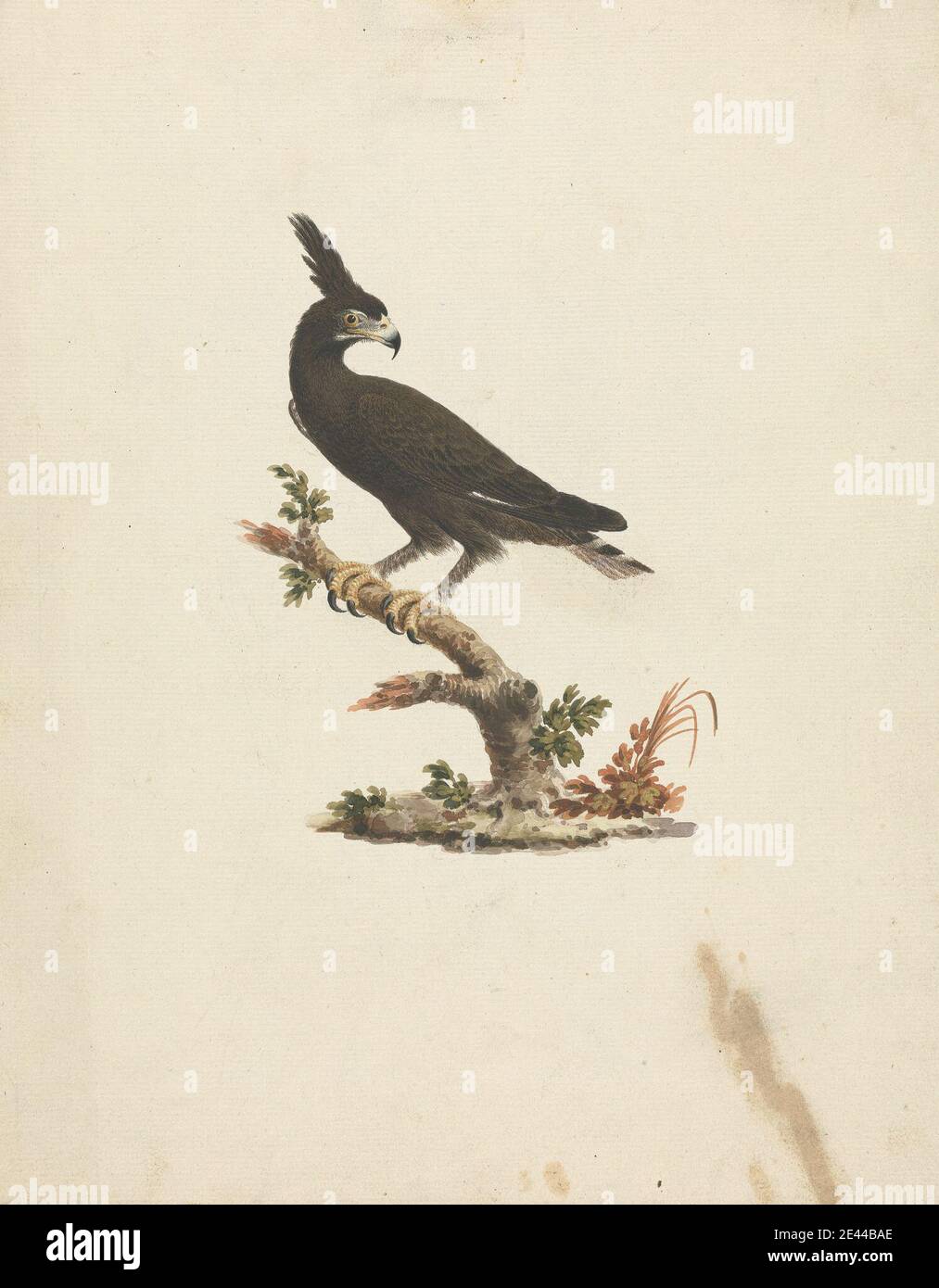 James Bruce, 1730â€“1794, British, Lophaetus occipitalis (Long-Crested Eagle), undated. Watercolor over graphite on medium, slightly textured, cream laid paper.   animal art Stock Photo
