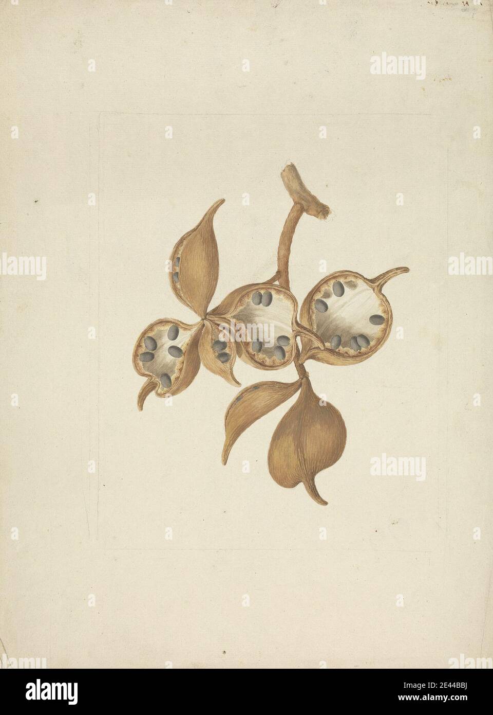 James Bruce, 1730â€“1794, British, Sterculia africana (Lour.) Fiori: finished drawing of stem with seed pods, some open showing seeds, undated. Watercolor and gouache over graphite on medium, slightly textured, cream laid paper. Stock Photo