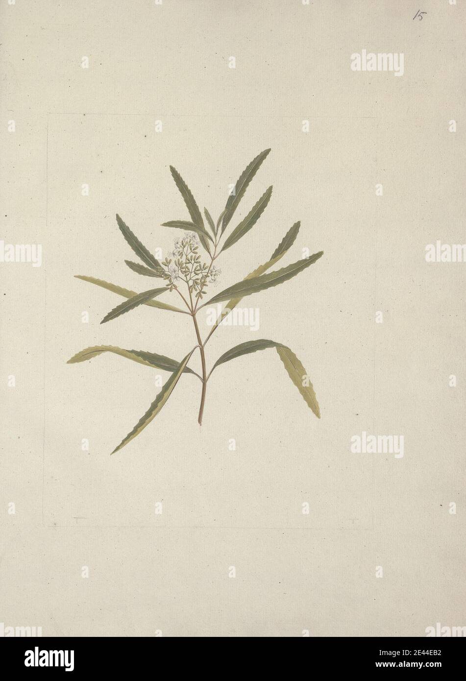 Luigi Balugani, 1737â€“1770, Italian, Nuxia oppositifolia (Hochst.) Benth. : finished drawing without detail of leaf, undated. Watercolor and gouache over graphite on medium, slightly textured, cream laid paper. Stock Photo