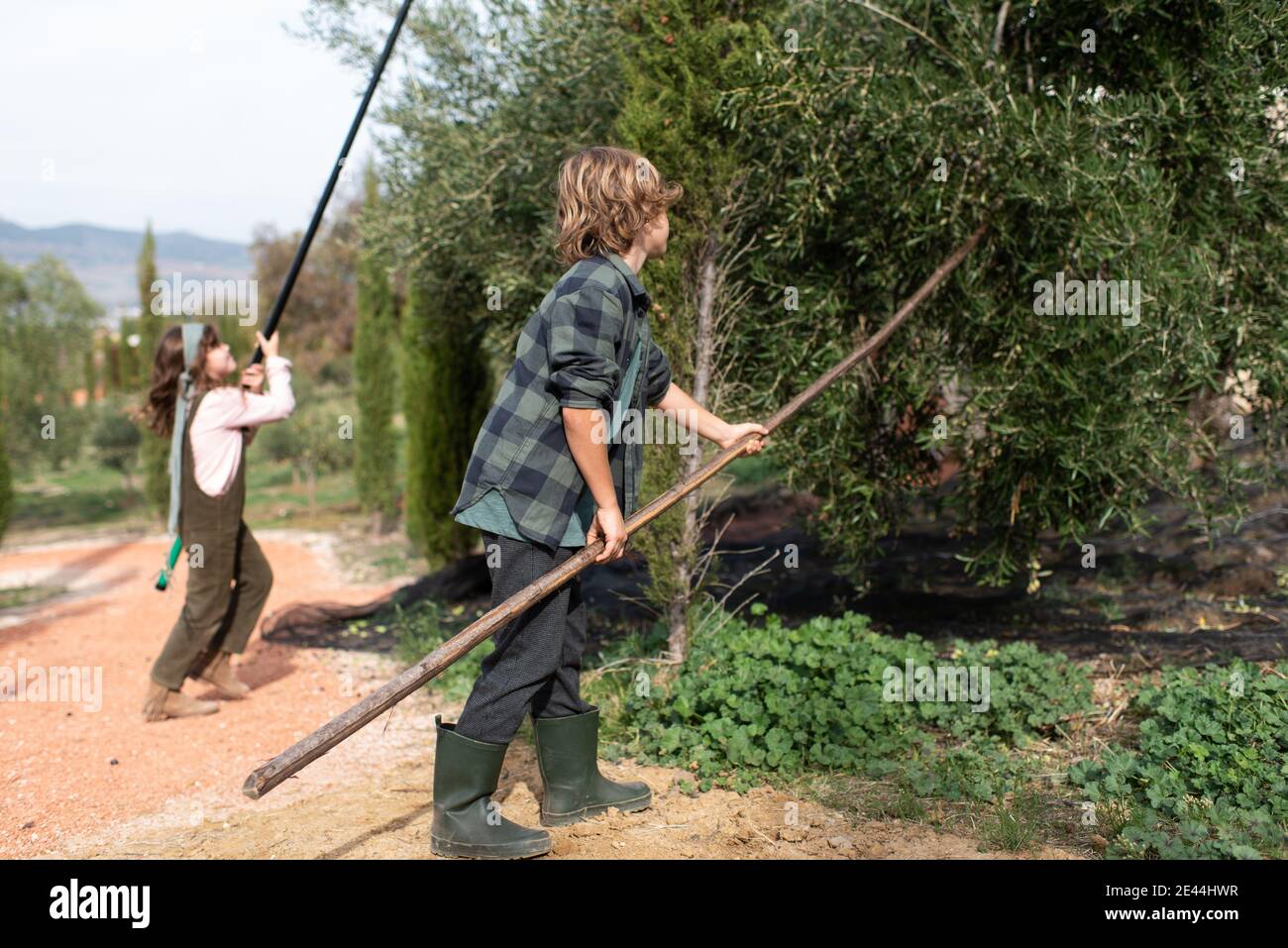 Side view of kids farmers in casual clothes collecting olives hitting