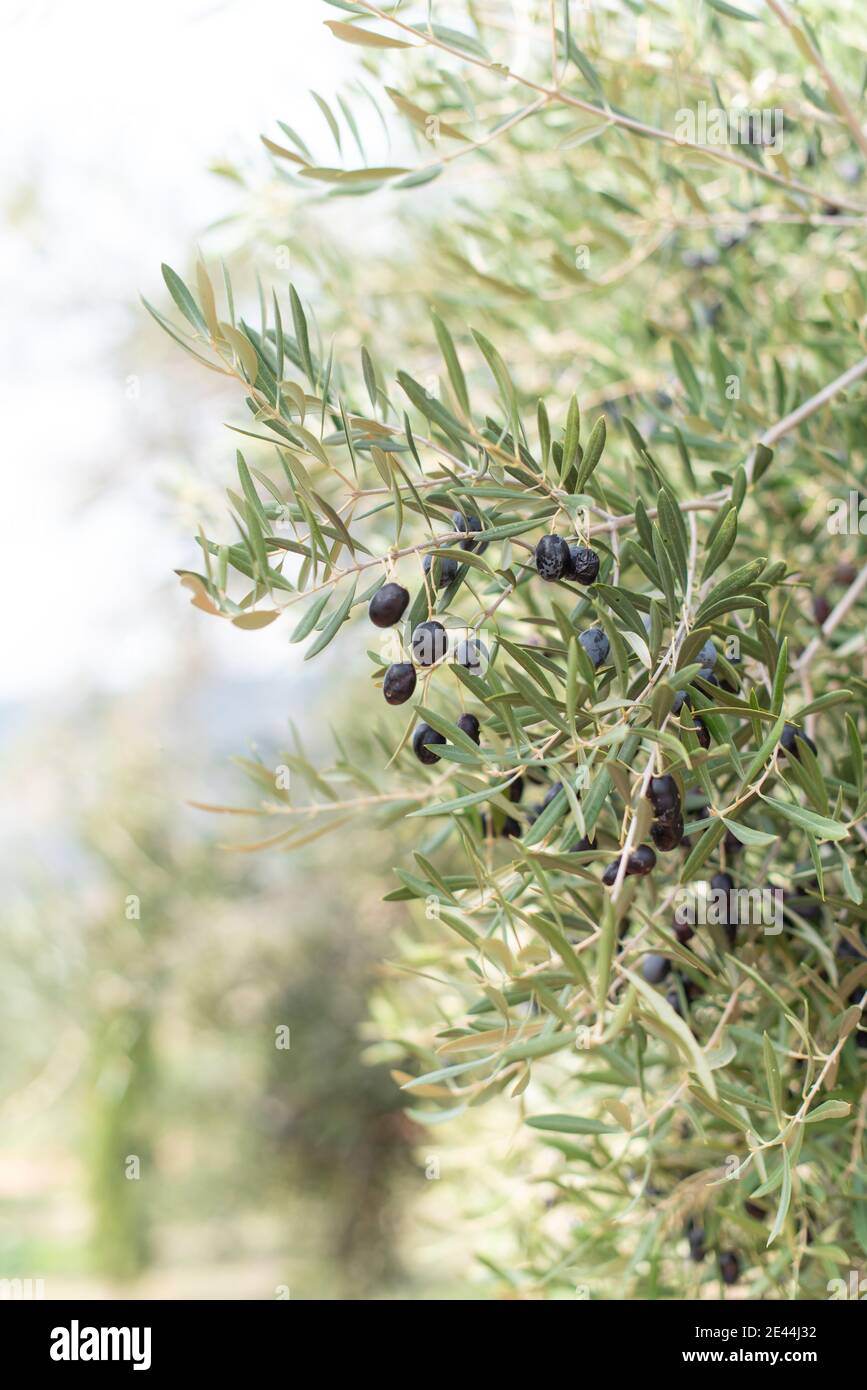 Ripe black olives growing on tree with fresh green leaves on sunny day in garden Stock Photo