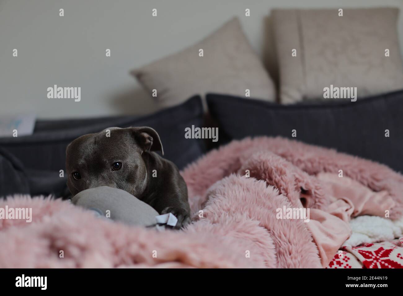 Staffordshire Bull Terrier with its Adorable Look while Lying Down on Sofa with Pink Fluffy Blanket. Cute Staff Bull on Couch. Stock Photo