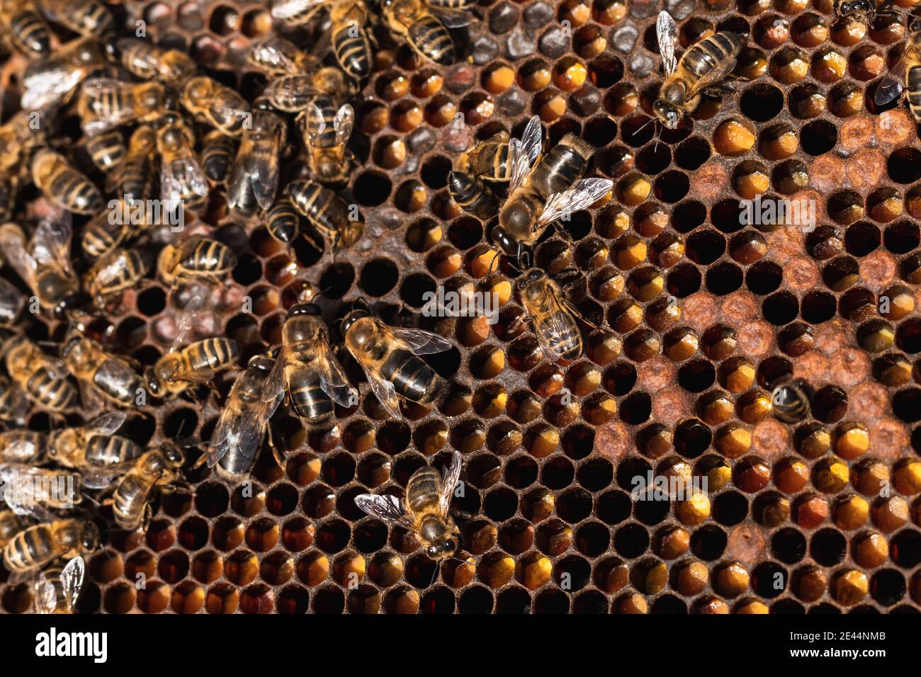 Top view honey bee sitting hi-res stock photography and images - Alamy
