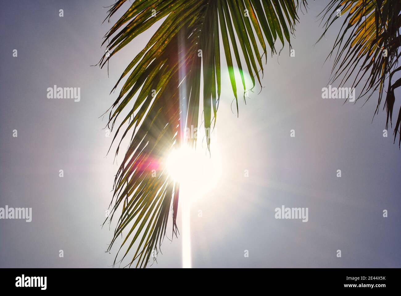 Palm tree ocean sunshine hi-res stock photography and images - Alamy