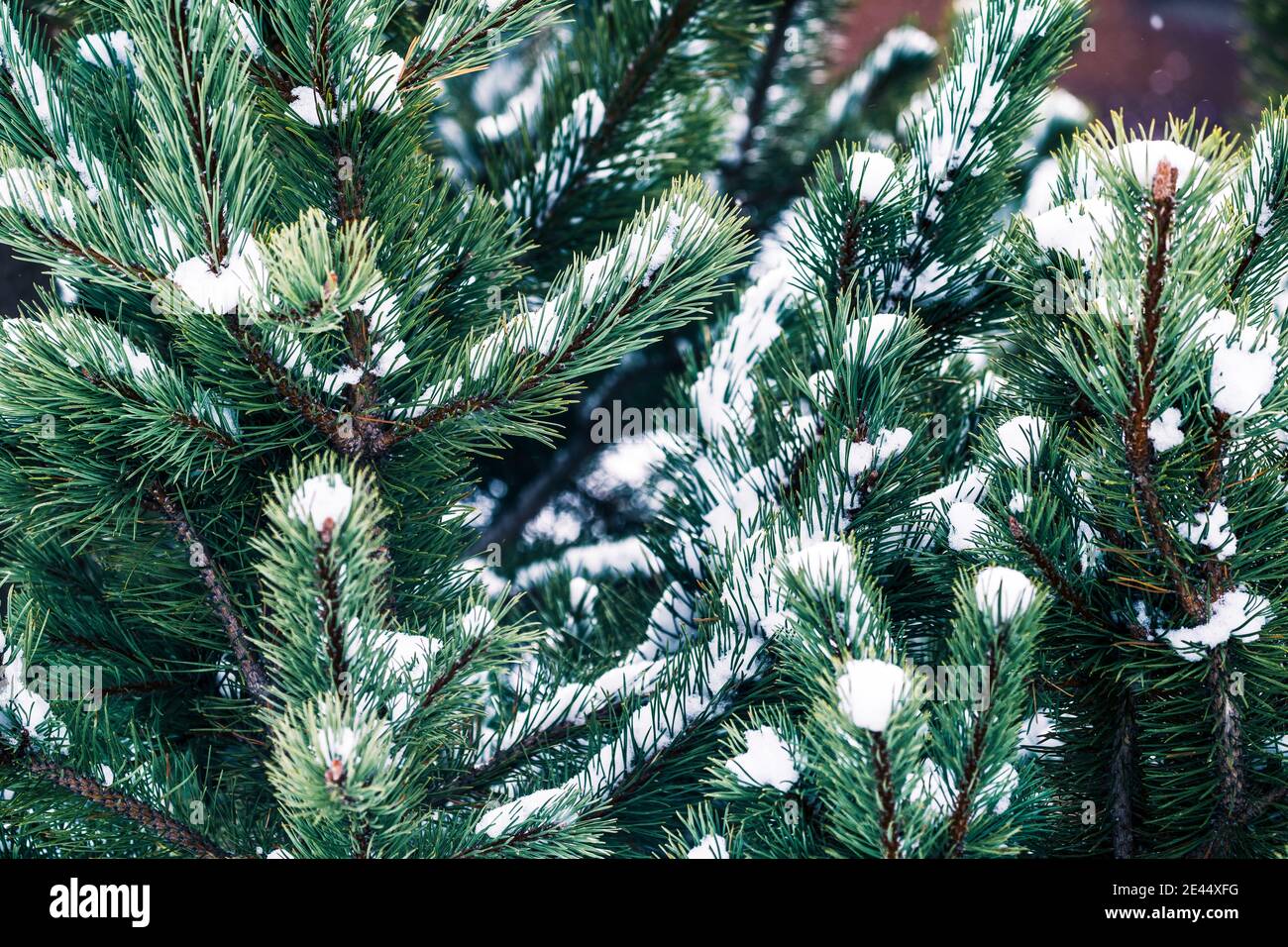 Lush green spruce tree with thin needles covering by snow in forest in ...