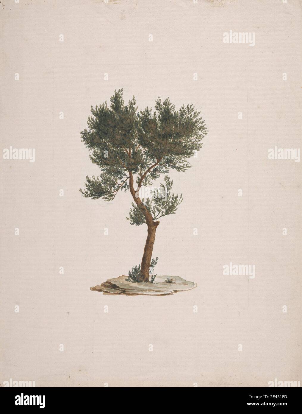 James Bruce, 1730â€“1794, British, Juniperus procera Endl. (African Pencil Cedar): finished drawing of trees's habit, undated. Watercolor and gouache over graphite on medium, slightly textured, cream laid paper.   botanical subject Stock Photo