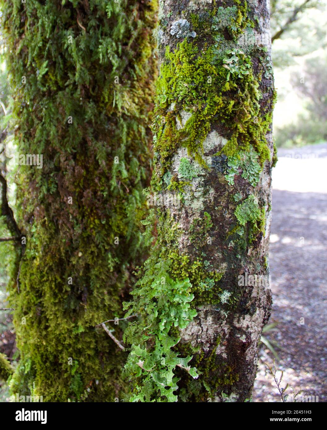 The Ecology and Diversity of a New Zealand Tree Stock Photo