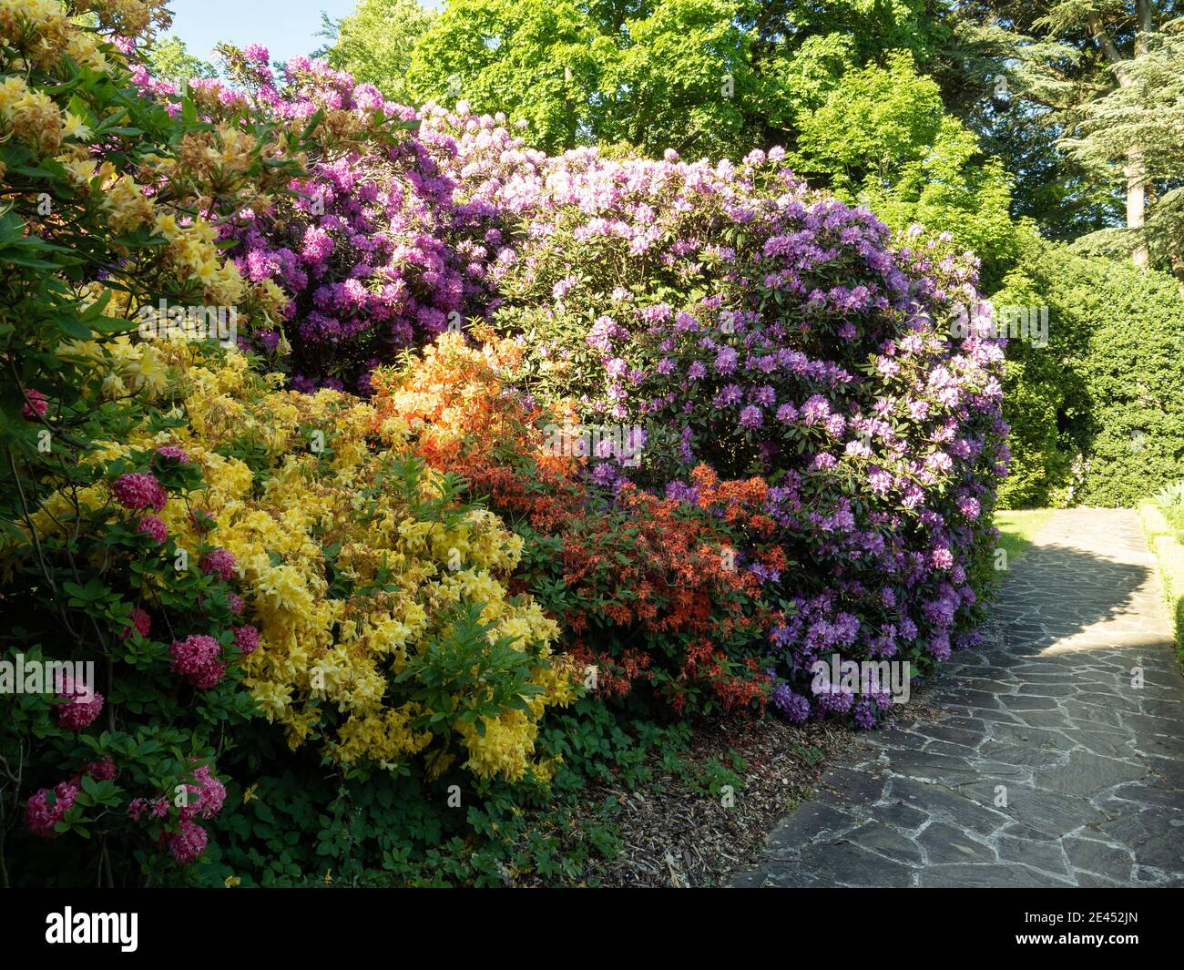 Rhododendrons in multi coloured springtime bloom Stock Photo
