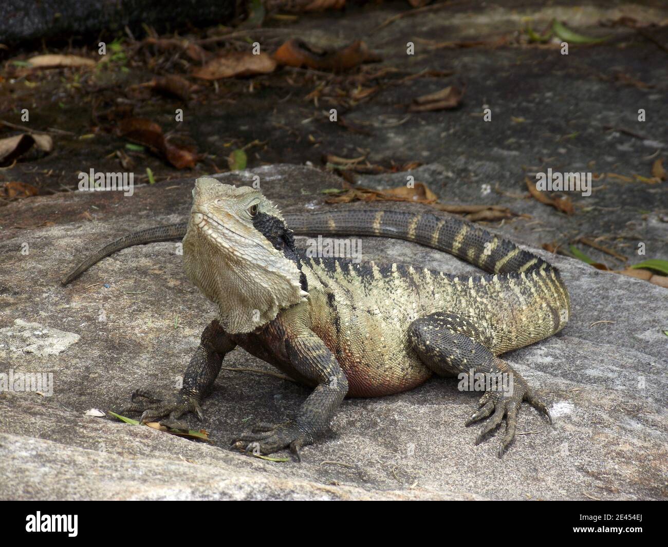 Close up of a Water Dragon on a path near Sydney beach Stock Photo