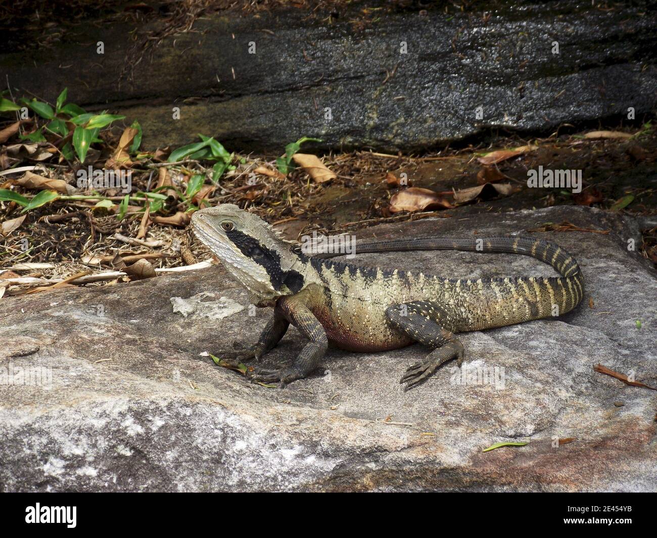 Water Dragon on a pathway in Sydney beaches Stock Photo