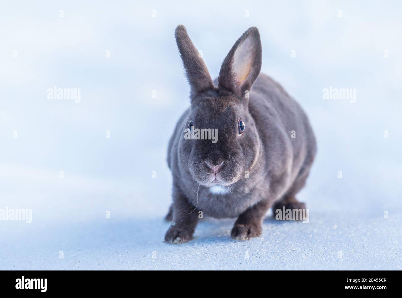 grey fluffy rabbit in the snow, sunny winter day Stock Photo