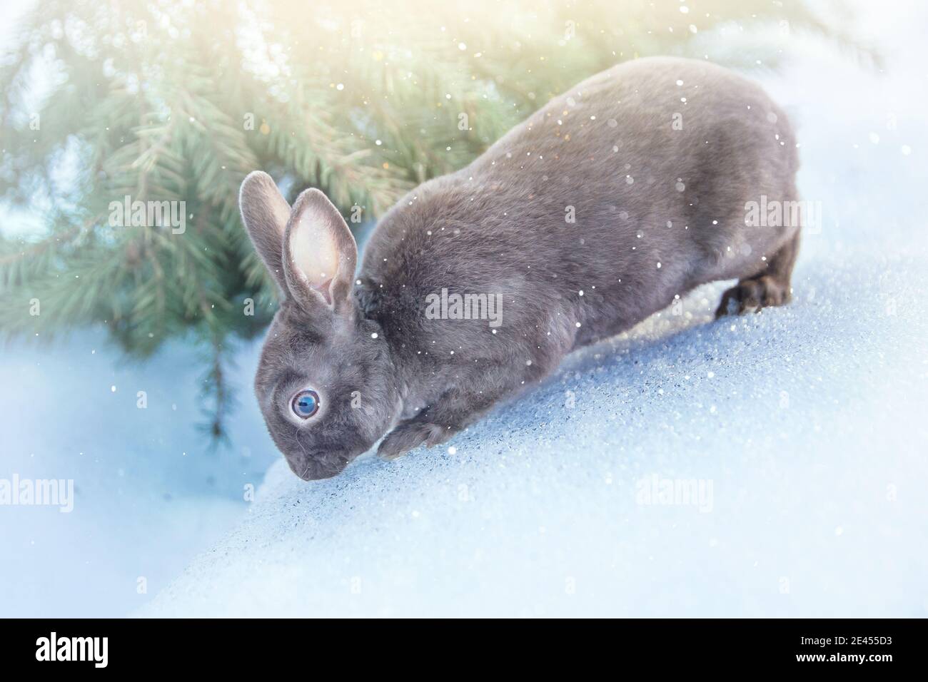 grey fluffy rabbit in the snow, sunny winter day Stock Photo