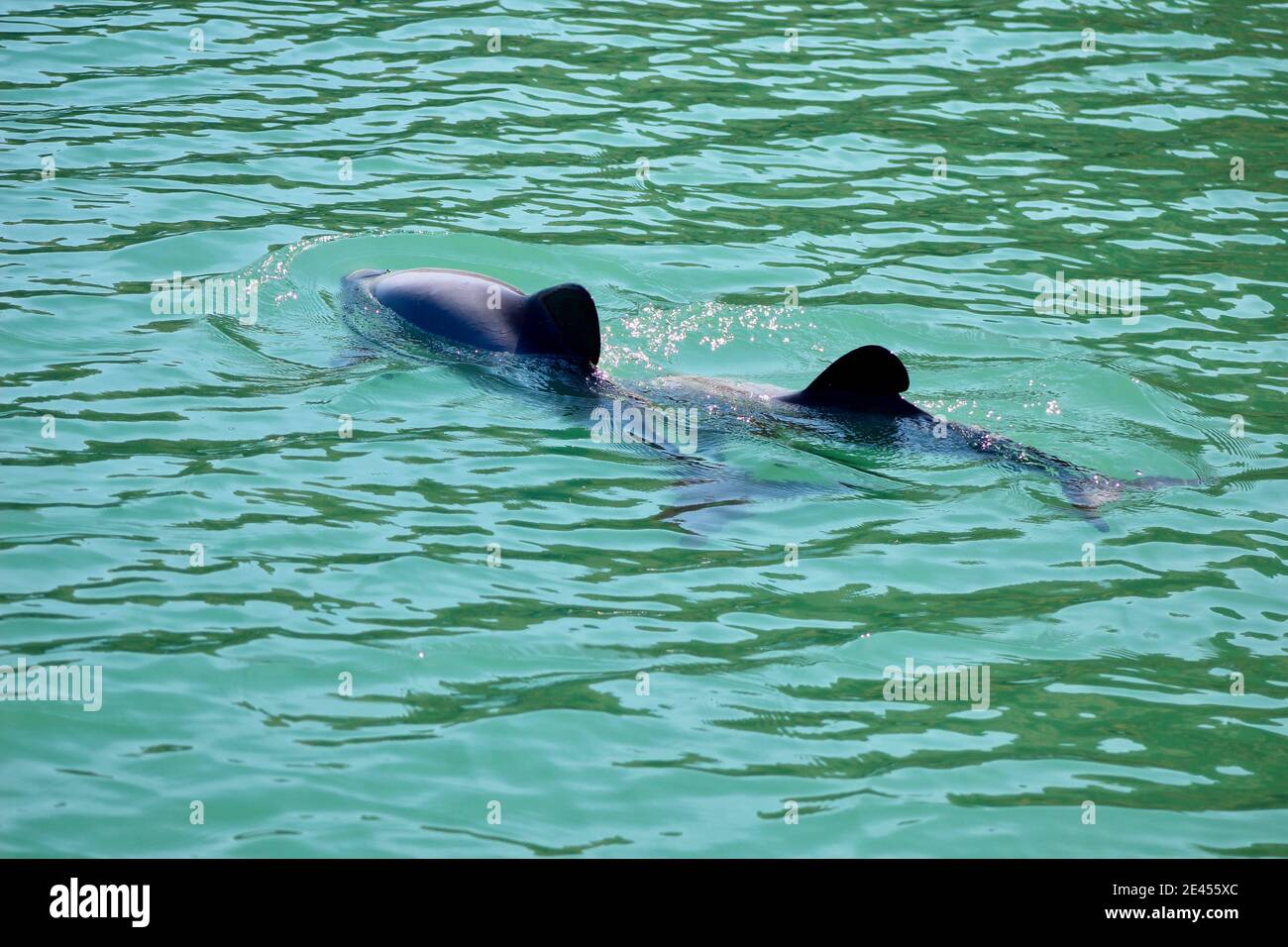 Hector's Dolphins showing rounded back dorsal fin Stock Photo