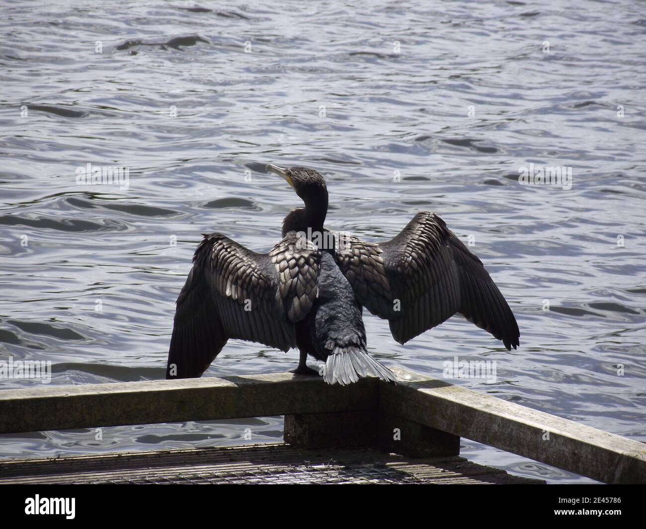 Black Shag drying plumage on Lake Rotoroa Stock Photo