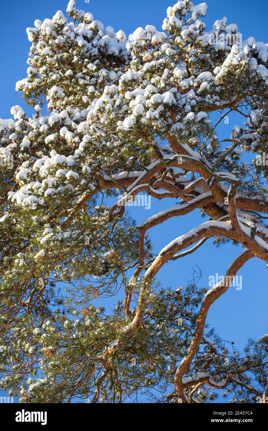 Snow pine tree hi-res stock photography and images - Alamy
