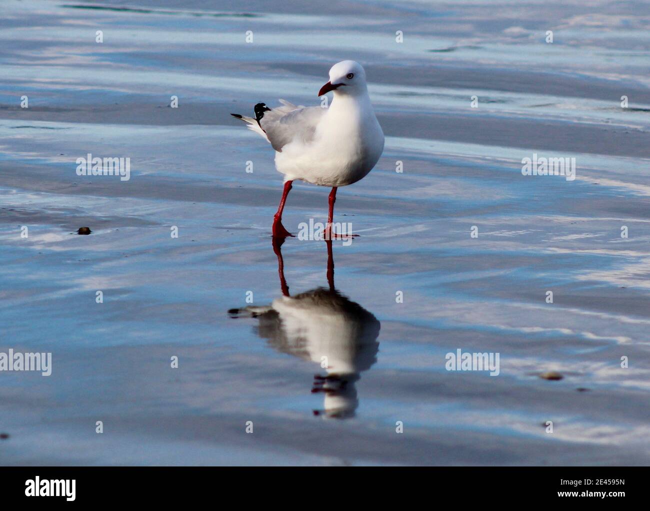 Red bill beach hi-res stock photography and images - Alamy