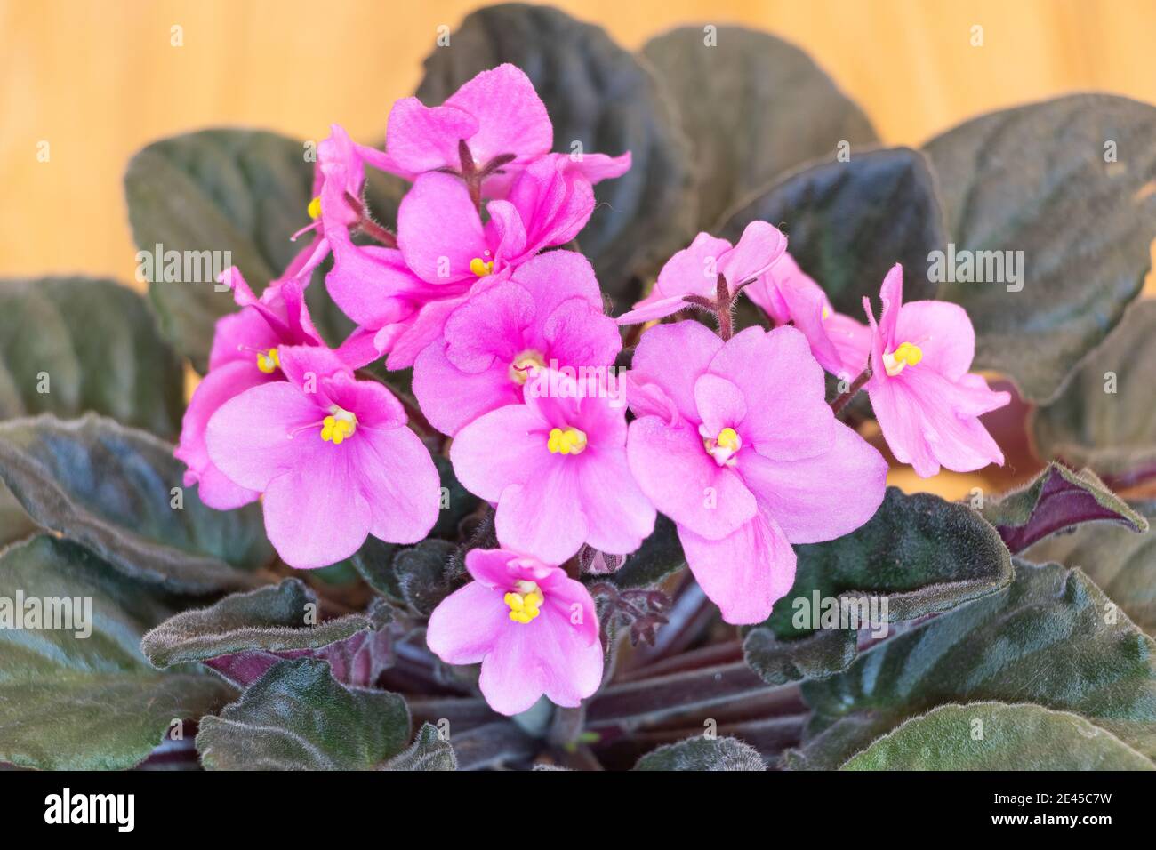 Beautiful African violet with pink flowers close up. How to grow African violets at home concept Stock Photo