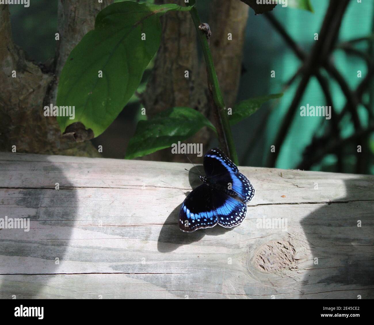 Blue-Banded Eggfly Butterfly Stock Photo