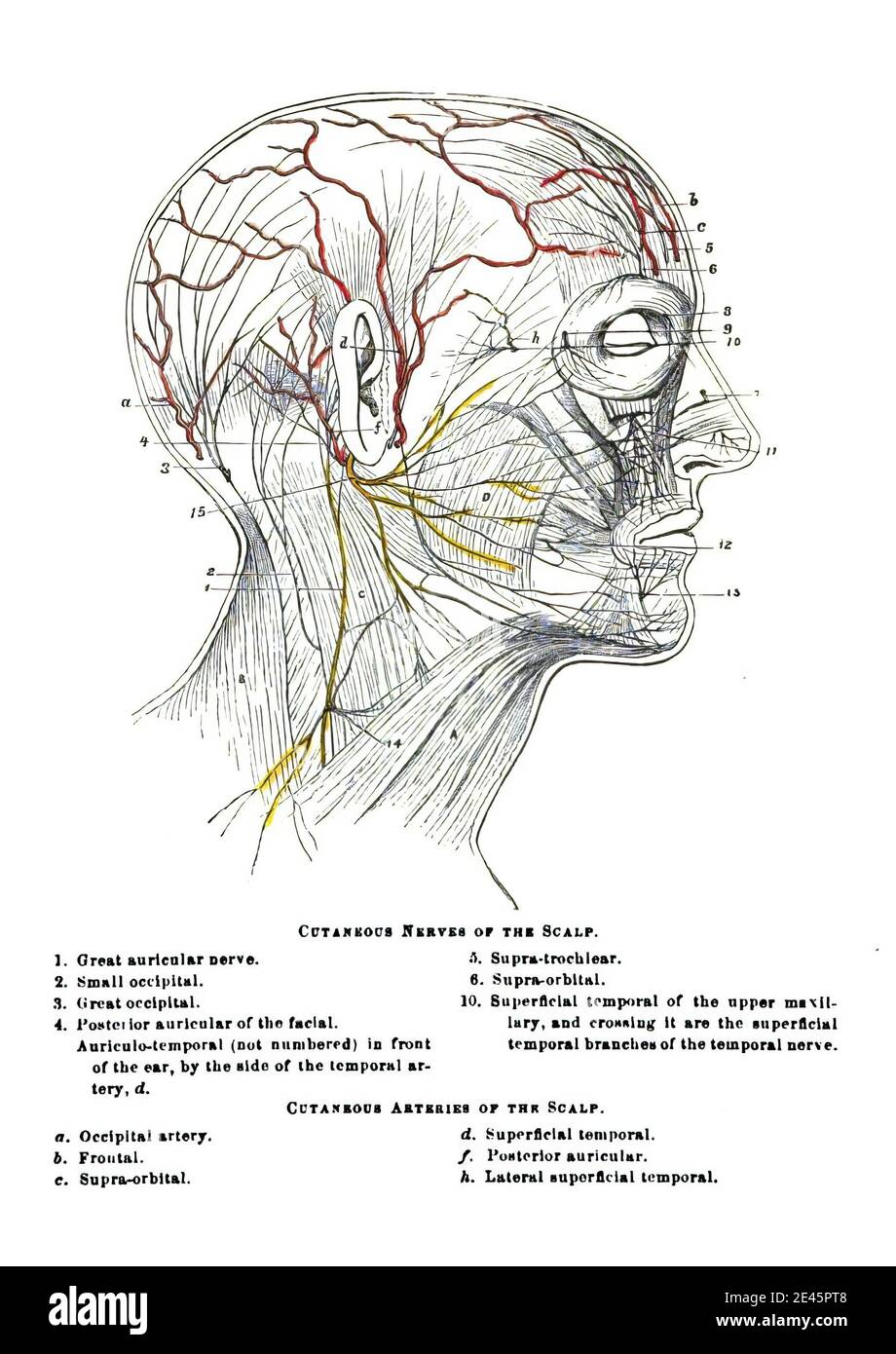 Scalp veins Cut Out Stock Images & Pictures Alamy