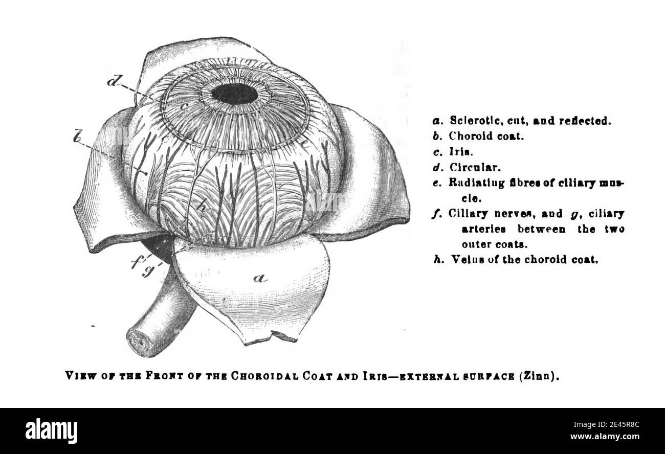 Choroid hires stock photography and images Alamy