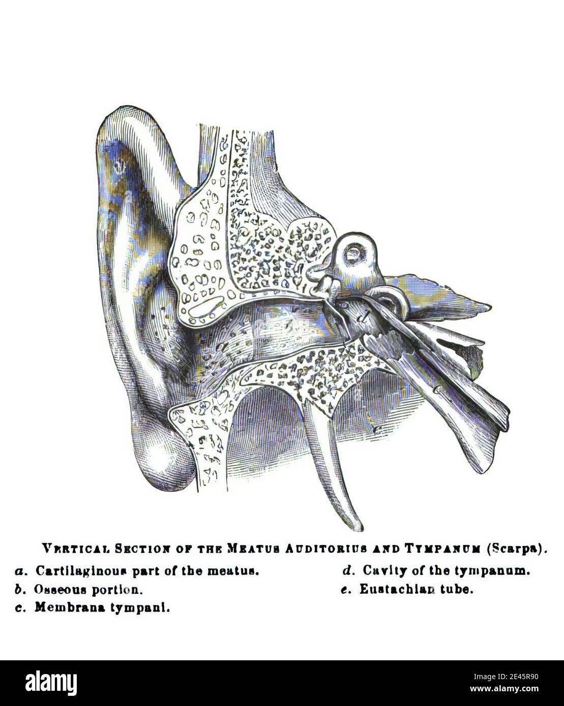 Opening of the ear canal with meatus, auditorius and tympanum sections from an old anatomy textboo Stock Photo