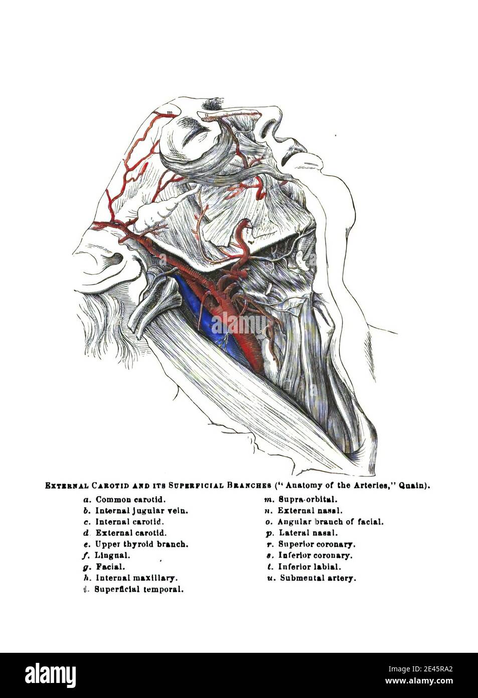 Carotid artery of the head with terminal branches from an old anatomy textbook Stock Photo Alamy
