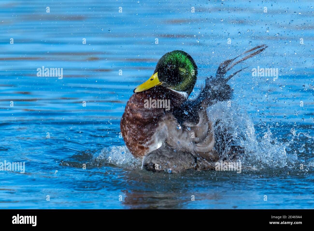 One male Mallard duck splashing Stock Photo