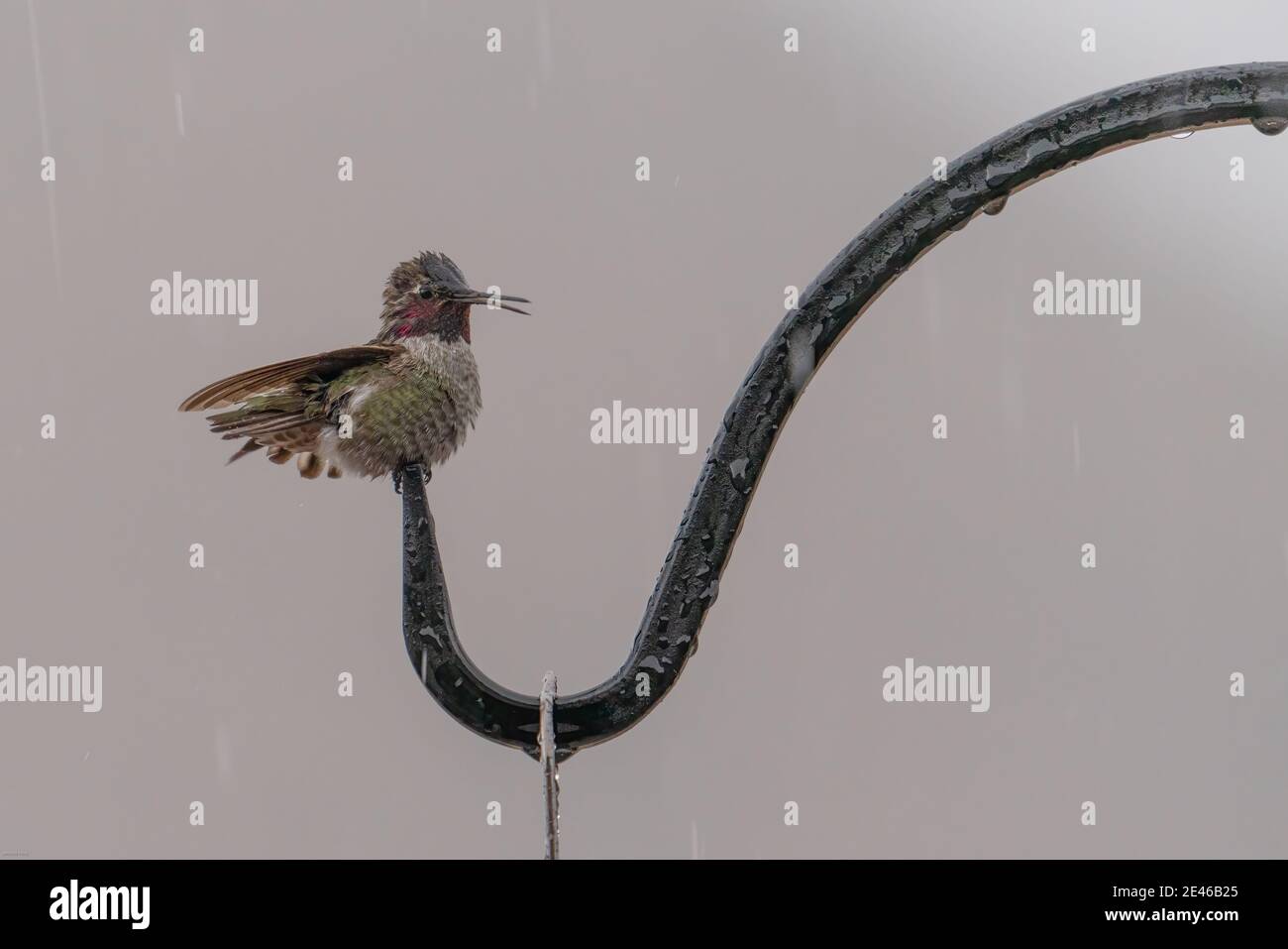 Anna's hummingbird in the rain Stock Photo