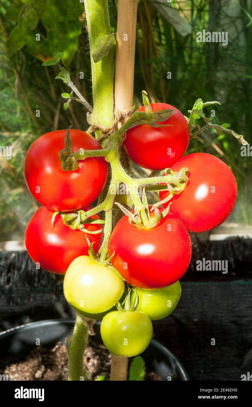 Ripe and unripened Money Maker tomatoes grown indoors in large pot  A very popular Indeterminate variety of tomato Stock Photo