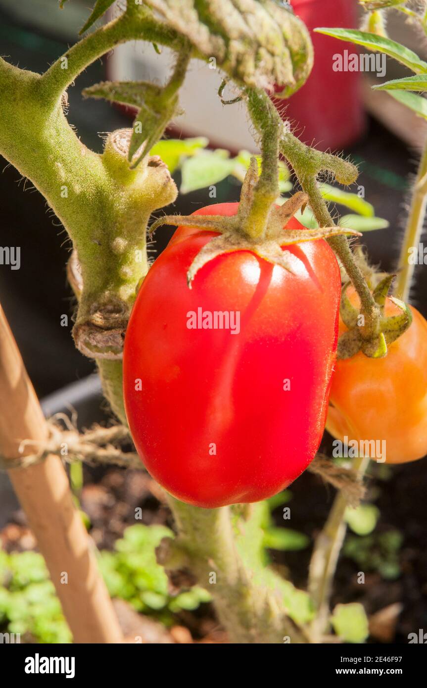 A ripe and semi ripened Plum tomato grown indoors in summer  An unusual indeterminate variety of tomato that is starting to become more popular Stock Photo