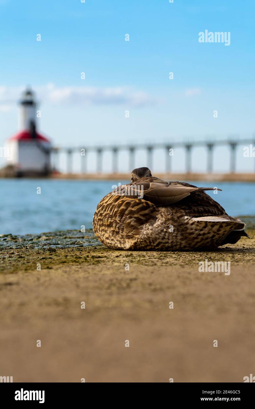 Wildlife lake indiana hires stock photography and images Alamy