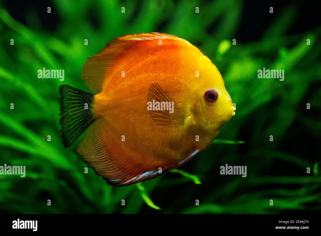 A red discus fish (Symphysodon discus), also known as Heckel discus, is a cichlid native to the Amazon Basin in South America. Stock Photo
