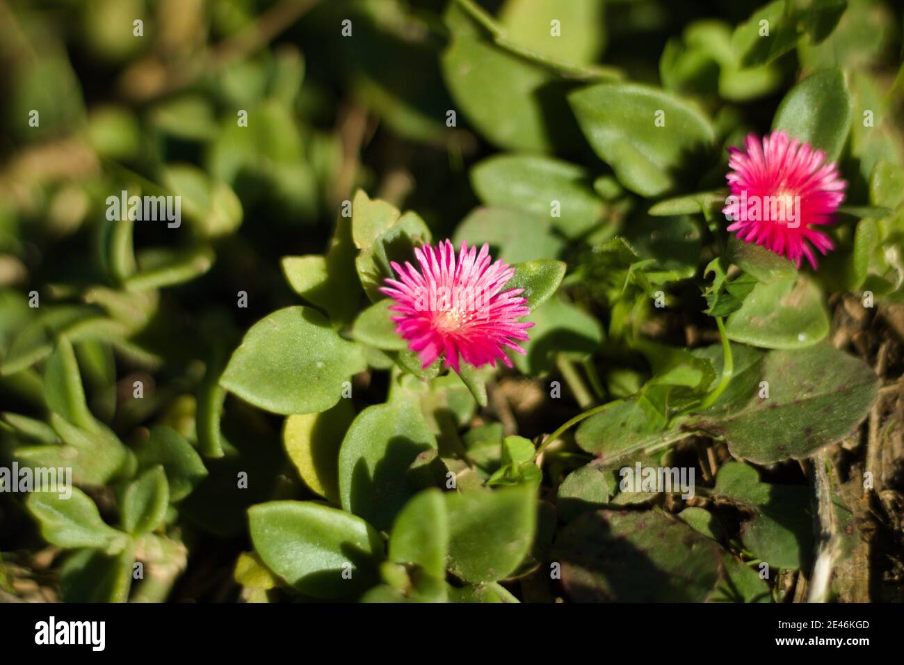 Baby sun rose flower. Latin name is aptenia cordifolia or mesembryanthemum cordifolium. Stock Photo