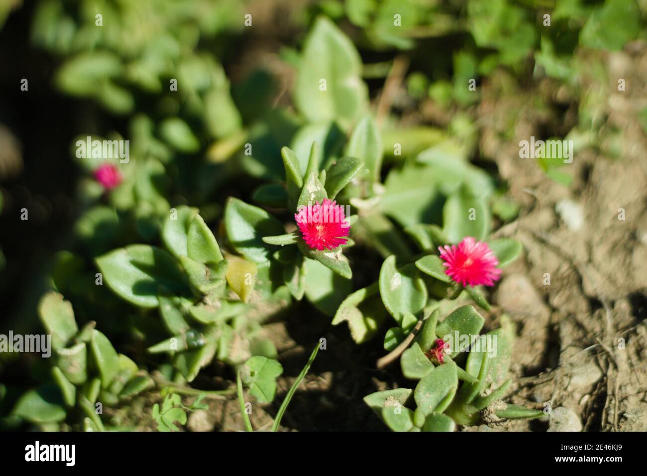 Baby sun rose flower. Latin name is aptenia cordifolia or mesembryanthemum cordifolium. Stock Photo