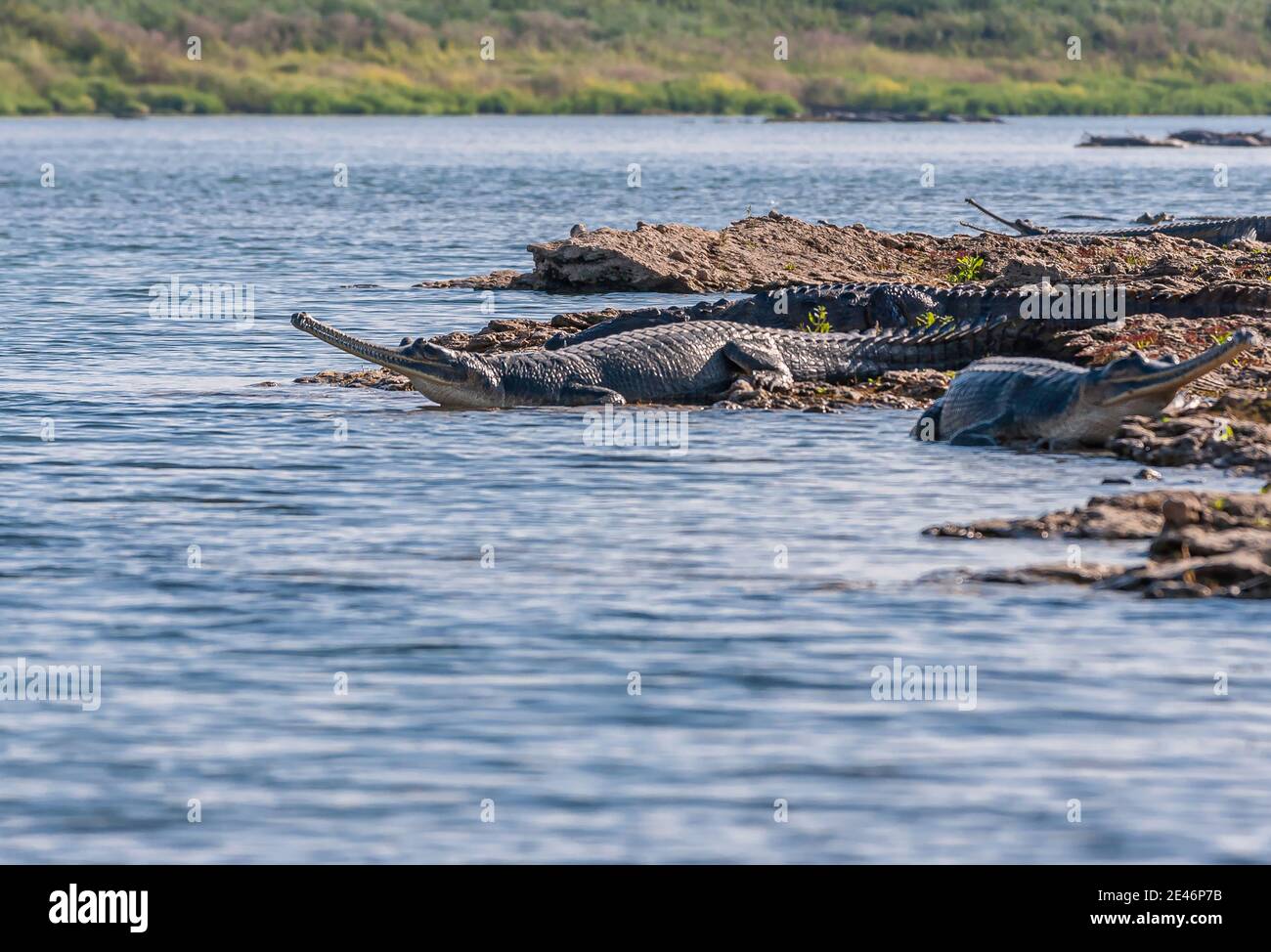 Agra, Uttar Pradesh, India - February 18, 2011: Chambal river. Gharial crocodiles looking out over blue river from their brown dirt island. Green vege Stock Photo